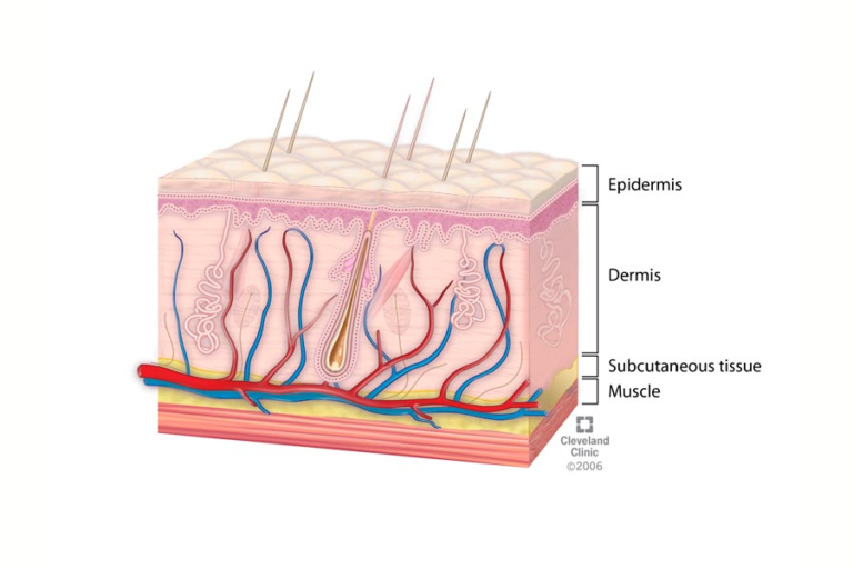 How Lipo Laser Works on Fat Cells and Tightens Your Skin?
