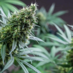 Super Boof Seeds: The Ultimate Guide to Growing Top-Shelf Cannabis